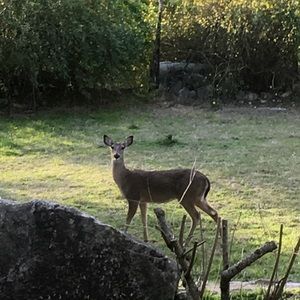 Meet your Posher, Melody